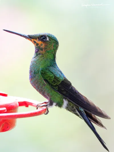 Hummingbirds of Costa Rica